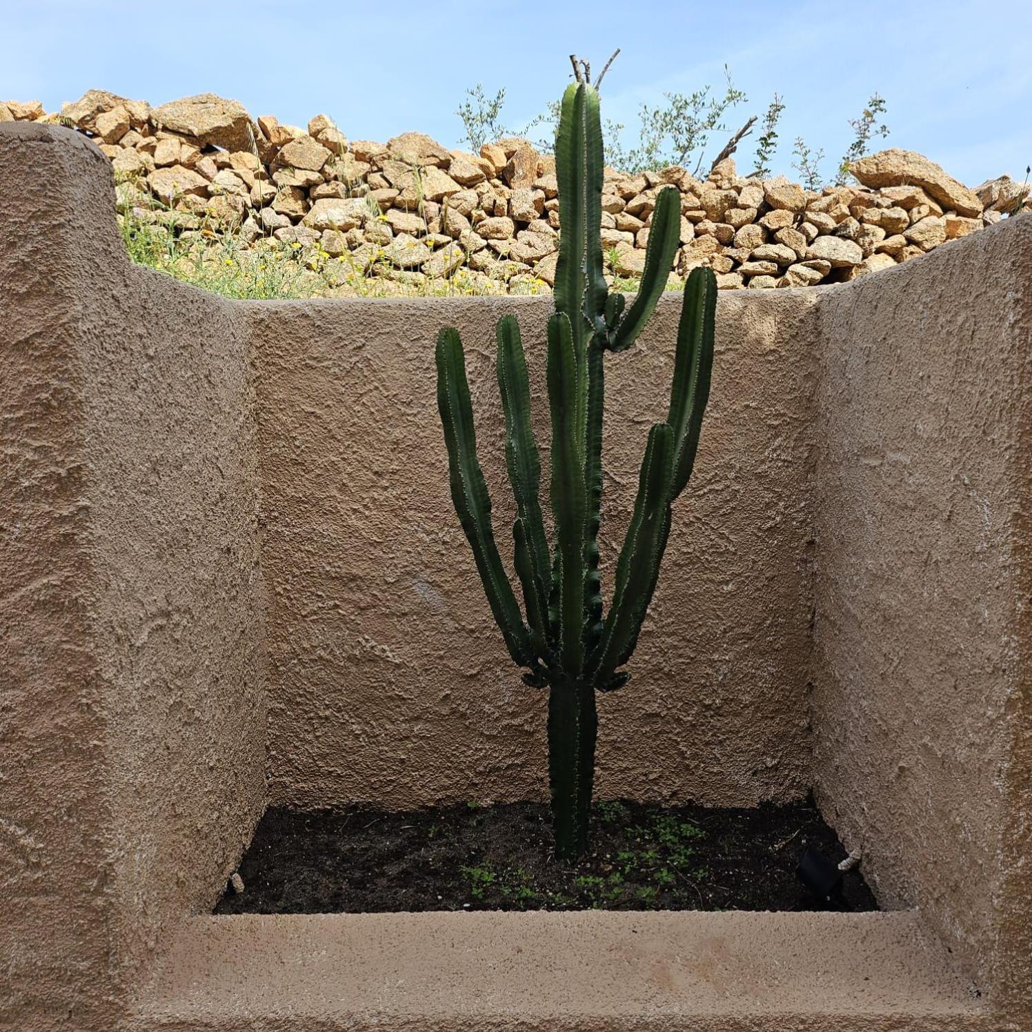 Cactus, Costa Corallina, Porto San Paolo Villa
